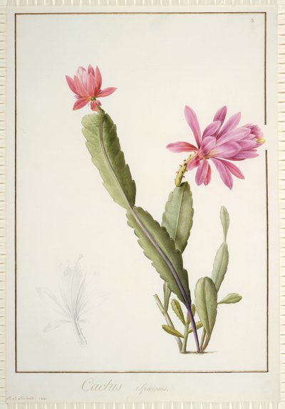 Cactus Speciosus - Pierre Joseph Redouté